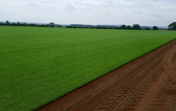 Premier Lawn Turf *Bulk Buy* - Image 4